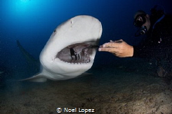 bull shark,canon 5D mark III, tokina lens 10-17mm at 15mm... by Noel Lopez 